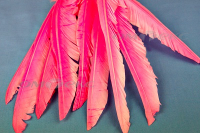 Декоративный Пучок из перьев, перо 25см/розовый - купить в Астрахани. Цена: 14.40 руб.